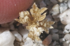 Linanthus maculatus maculatus