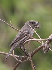 Haemorhous mexicanus