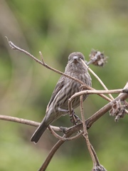 Haemorhous mexicanus