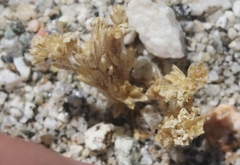 Linanthus maculatus maculatus