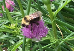 Bombus flavidus flavidus