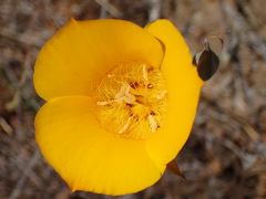 Calochortus clavatus