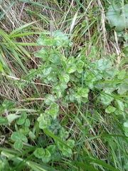 Mentha × rotundifolia