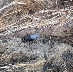 Australophyra rostrata