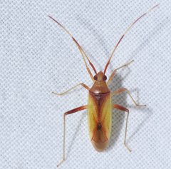 Creontiades rubrinervis