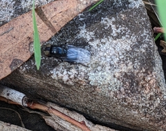 Australophyra rostrata