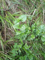 Mentha × rotundifolia