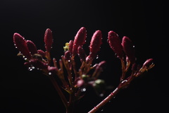 Jatropha integerrima