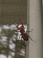 Lucanus elaphus