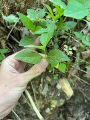 Ruellia pedunculata