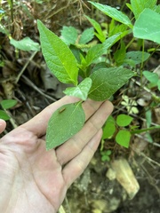 Ruellia pedunculata