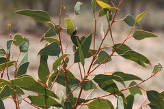 Eucalyptus youngiana