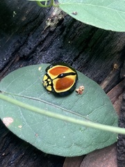 Australoneda bourgeoisi