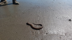 Gymnothorax equatorialis