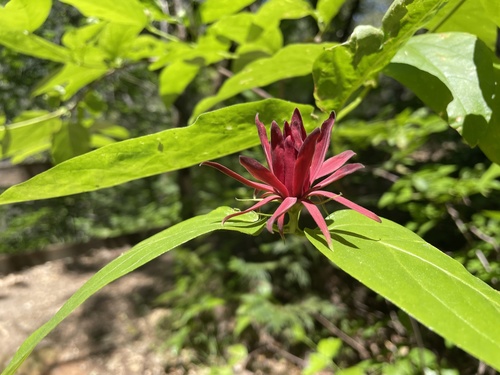 Calycanthus occidentalis
