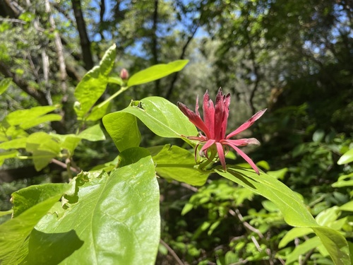 Calycanthus occidentalis