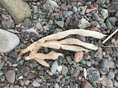 Halichondria bowerbanki