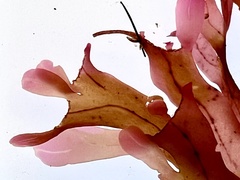 Stenogramma interruptum