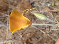 Calochortus clavatus
