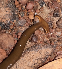 Diversibipalium indicum