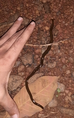 Diversibipalium indicum