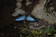 Morpho deidamia