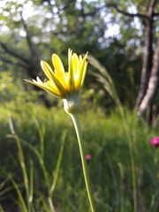 Tragopogon samaritani