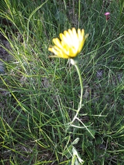Tragopogon samaritani