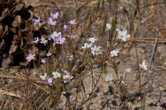 Leptosiphon breviculus