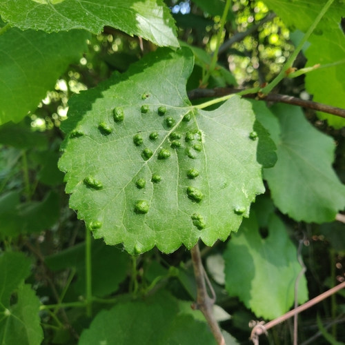Grape Erineum Mite
