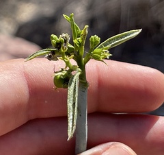 Ditaxis brandegeei