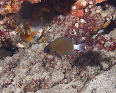 Pycnochromis hanui