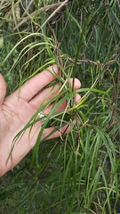Parsonsia capsularis