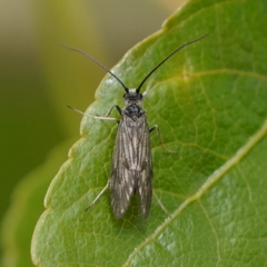 Brachycentrus