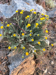 Erigeron aphanactis