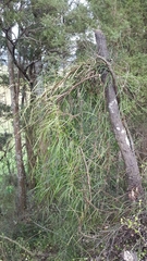 Parsonsia capsularis