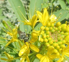 Lasioglossum sisymbrii