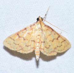 Polygrammodes flavidalis