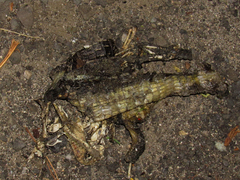 Crocodylia