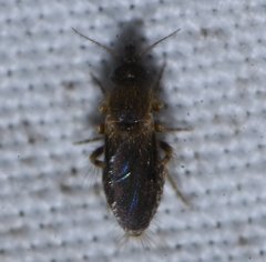 Forcipomyiinae