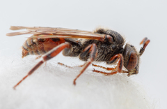 Nomada stigma