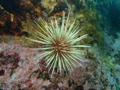 Heliocidaris crassispina