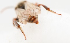 Nomada stigma