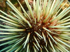 Heliocidaris crassispina