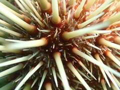 Heliocidaris crassispina