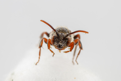 Nomada stigma