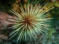 Heliocidaris crassispina