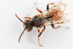 Nomada stigma