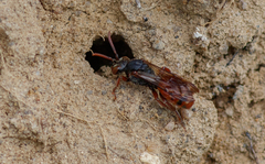 Nomada stigma