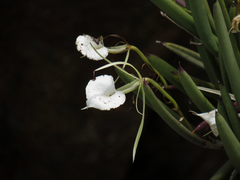 Brassavola